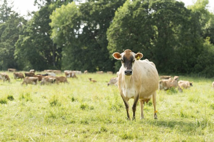 satellite-grazing jersey cow