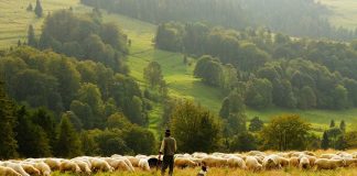 Cynthia Hayes Memorial Scholarship accepting applications sheep farmer