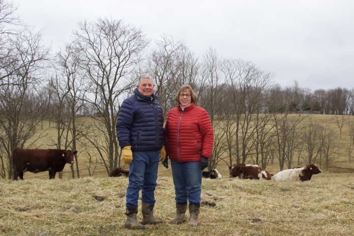 turner_shorthorns_1 A man in a blue coat and a woman in a red coat stand in a pasture with several shorthorn cattle in the background.