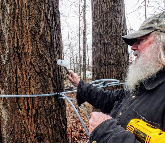 It’s time to tap maple trees at Misty Maples Sugar House