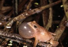 Peeper breeding alert list now open spring peeper