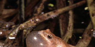 Peepers heard but not seen and hard to ignore spring peeper