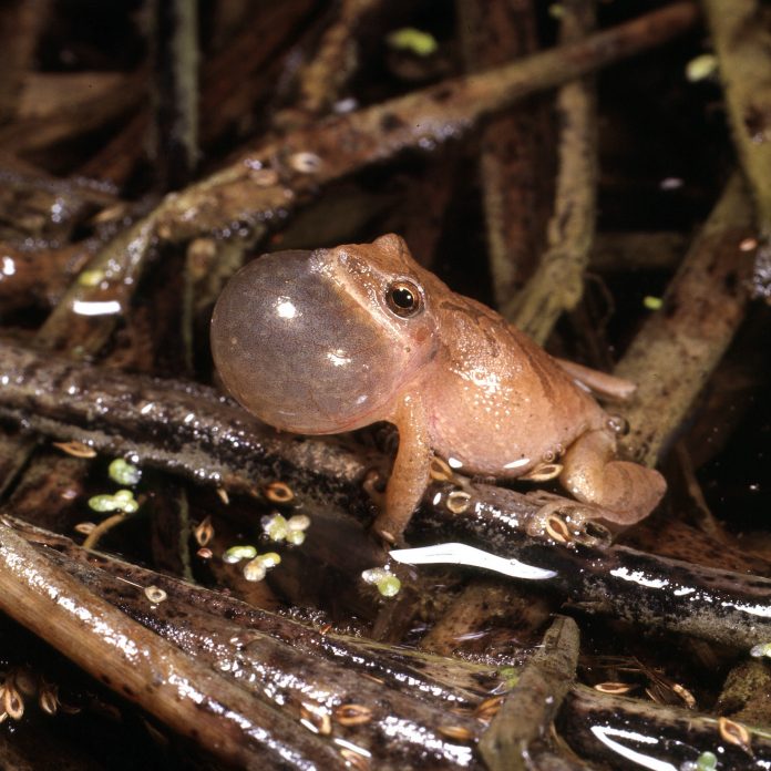 3-25_barb_mudrak_web spring peeper