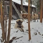 Teach livestock guardian dogs to use their imaginations livestock guardian dog in snow