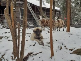 Teach livestock guardian dogs to use their imaginations livestock guardian dog in snow