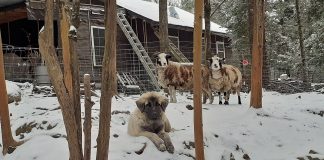 livestock guardian dog in snow
