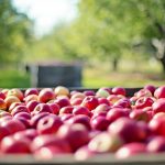 ODA accepting specialty crop grant proposals apples