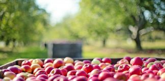ODA accepting specialty crop grant proposals apples