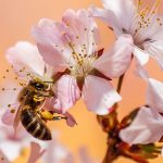 Make a backyard pollinator oasis bee