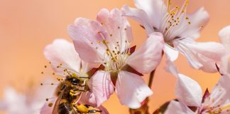 Make a backyard pollinator oasis bee