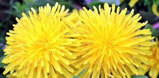 dandelion