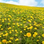 Dandelions are making a comeback in Ohio dandelions