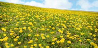 Dandelions are making a comeback in Ohio dandelions