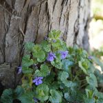 How to treat seasonal allergies with wild herbs ground ivy