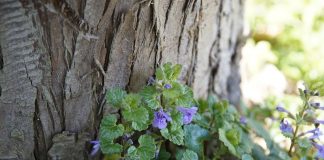 How to treat seasonal allergies with wild herbs ground ivy