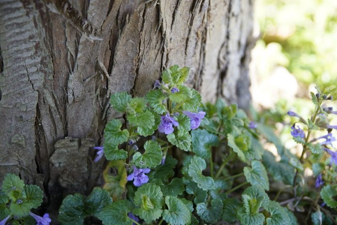 ground ivy ground ivy
