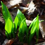How to enjoy ramp season without overharvesting wild onion leaves