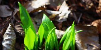 Higher demand for ramps threatens plant wild onion leaves
