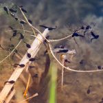 Vernal pools are home to amphibian life during spring vernal pool