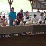 Youth stand behind a table with market ducks in a show ring.
