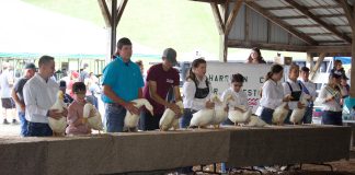 Ohio 4-H leaders focus on back-up plans, engagement as uncertainty lingers Youth stand behind a table with market ducks in a show ring.