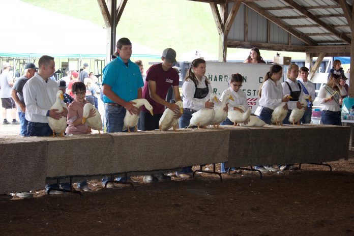 Youth stand behind a table with market ducks in a show ring.