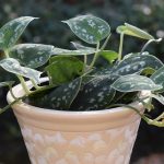 Recovering plant killer develops a green thumb house plant