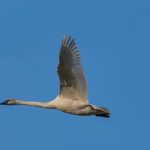 Trumpeter swans impressive in the sky Trumpeter swans
