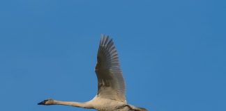 Trumpeter swans impressive in the sky Trumpeter swans