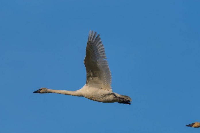 Trumpeter swans Trumpeter swans