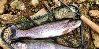 Ohio to begin release of rainbow trout March 12 trout
