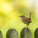 Start of spring only comes once a year wren