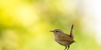 Start of spring only comes once a year wren