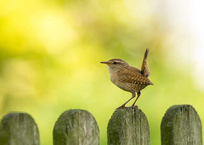 wren wren