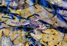 Help the amphibians in decline wood frog