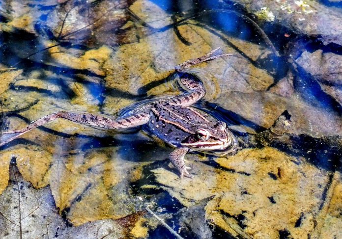 wood frog
