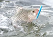 Enjoying a spring (fish) run White bass