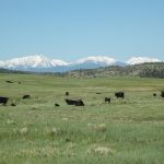 Plenty of options for grazing systems cattle in a pasture