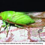 Brood X ready to make presence known again cicadas