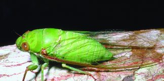 Brood X cicadas coming soon cicadas