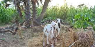 Instead of meat in or meat out, meet in the middle Niger sheep