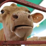 Farm sense to make cents A Guernsey cow looking through a fence.