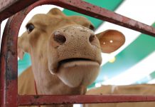 Farm sense to make cents A Guernsey cow looking through a fence.