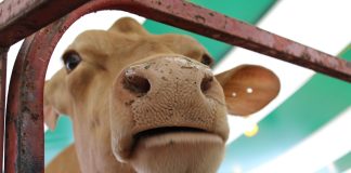 Farm sense to make cents A Guernsey cow looking through a fence.
