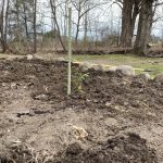 How to plant a blueberry bush blueberry bush cutting