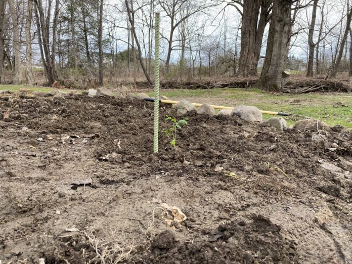 blueberry bush cutting blueberry bush cutting