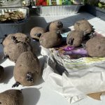 How to grow potatoes from seed potatoes seed potatoes