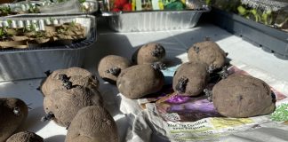 How to grow potatoes from seed potatoes seed potatoes