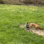 How to get rid of mange in your dog’s coat chiweenies