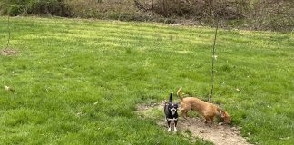 How to get rid of mange in your dog’s coat chiweenies